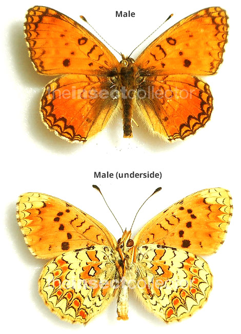 Melitaea aetherie 