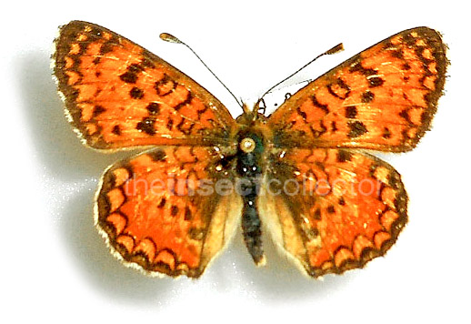 Melitaea aetherie 