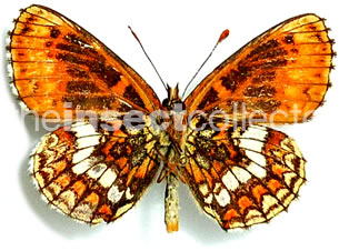 Melitaea athalia 