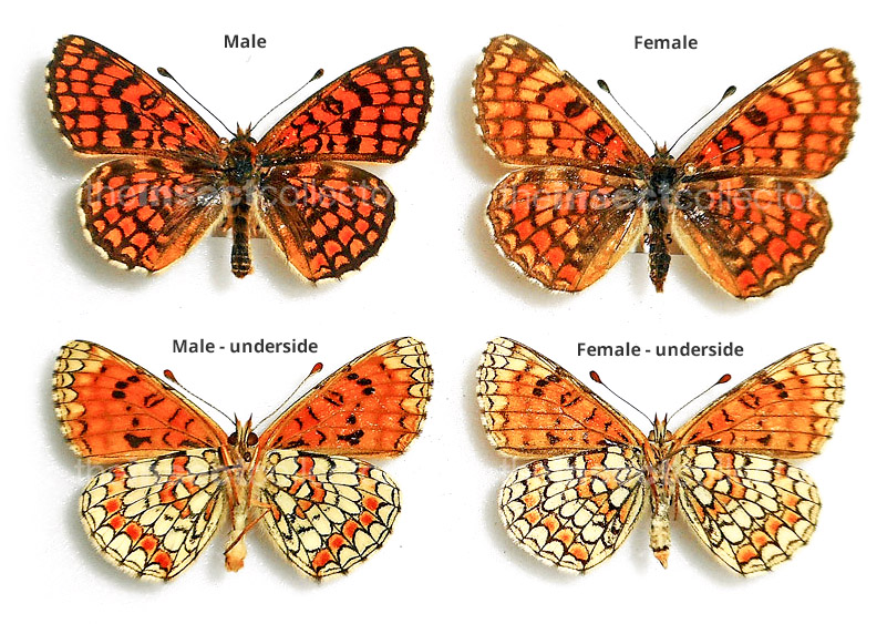 Melitaea aurelia