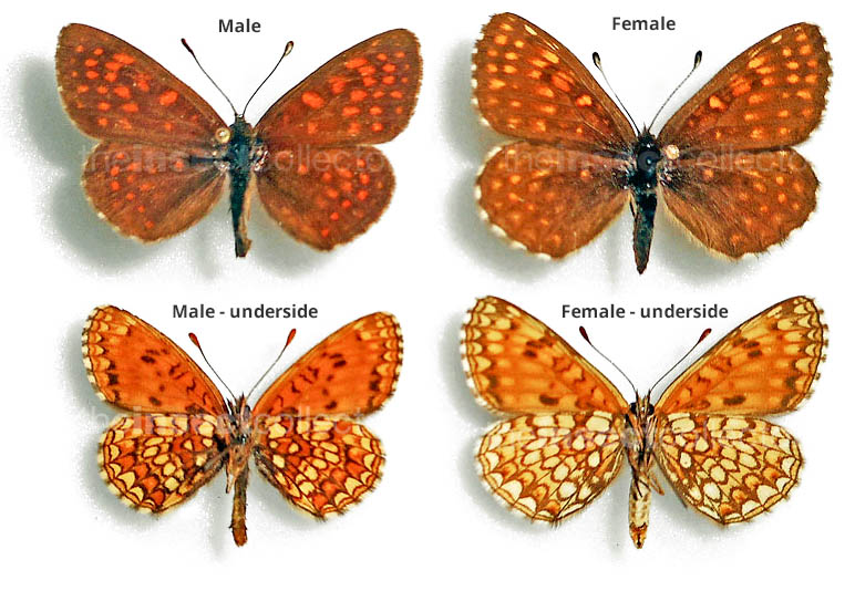 Melitaea britomartis 