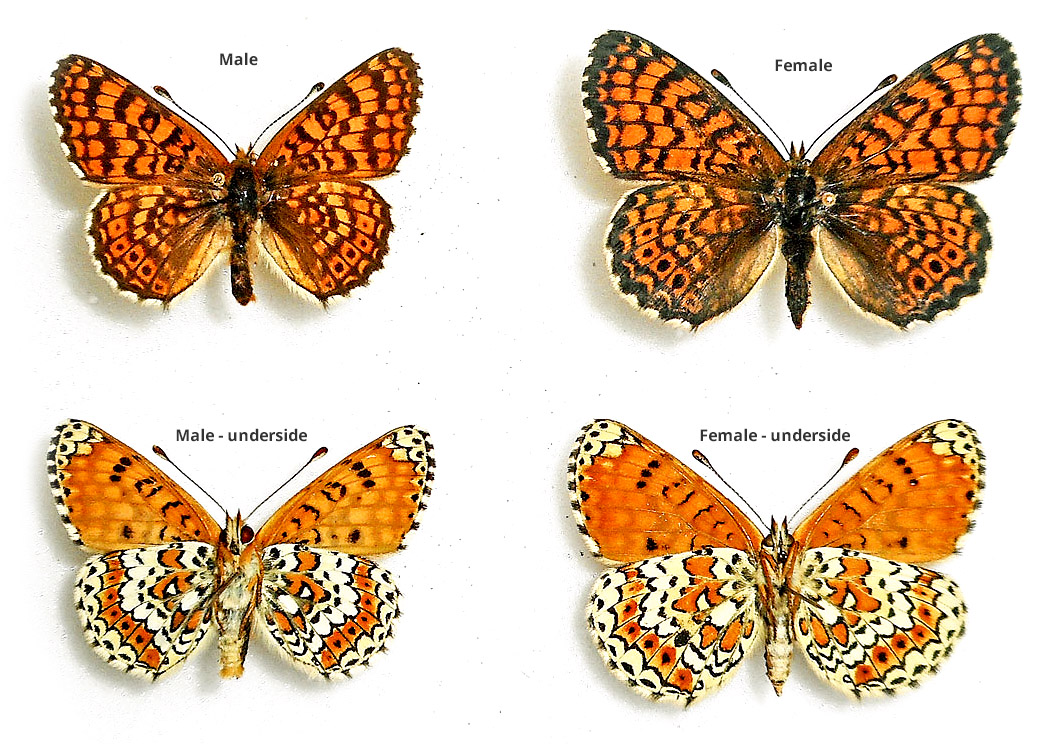 Melitaea cinxia 