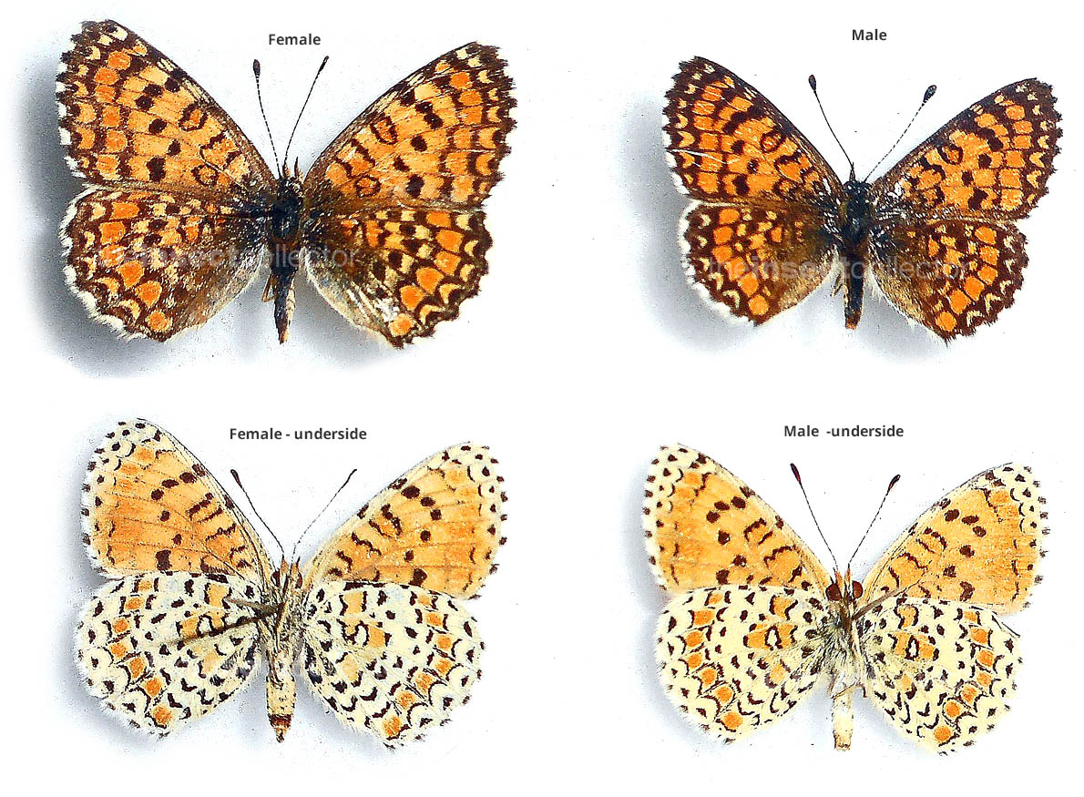 Melitaea collina