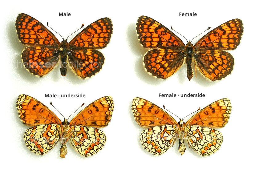 Melitaea deione