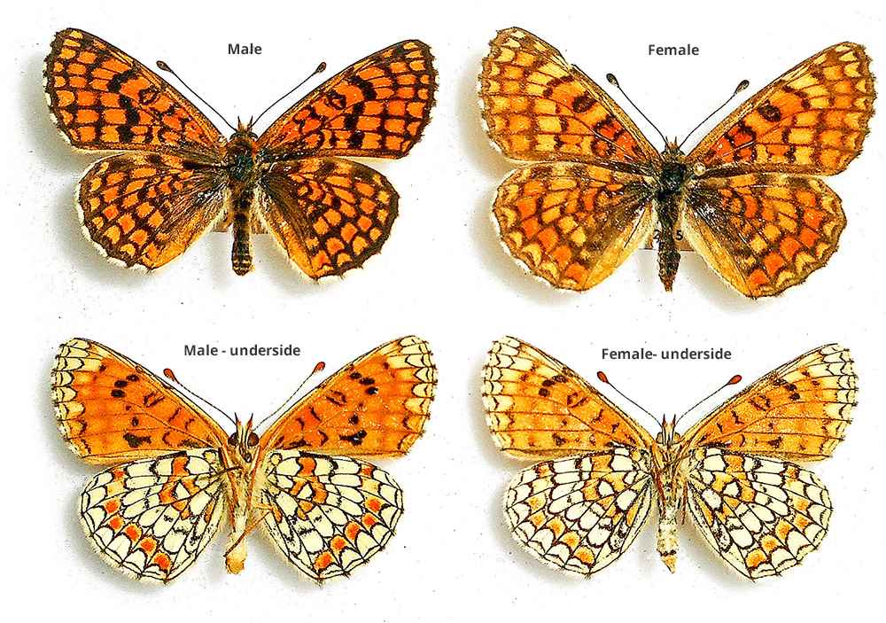 Melitaea deione