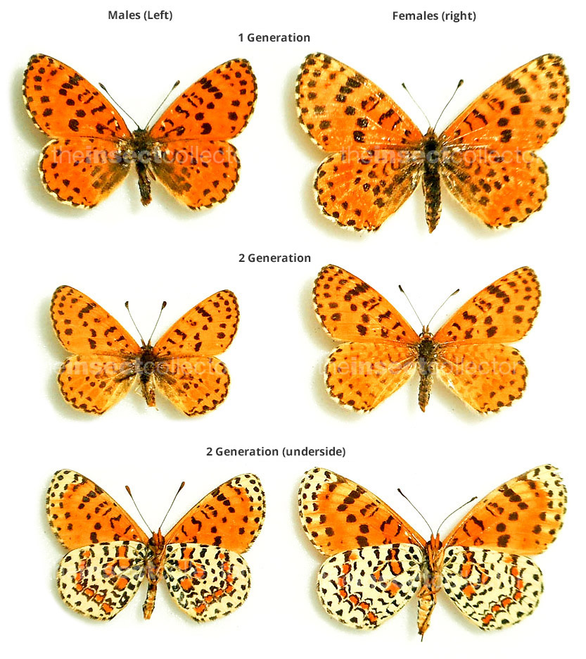 Melitaea deserticola