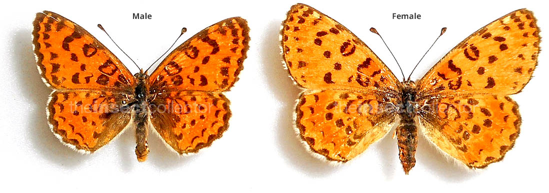 Melitaea syriaca