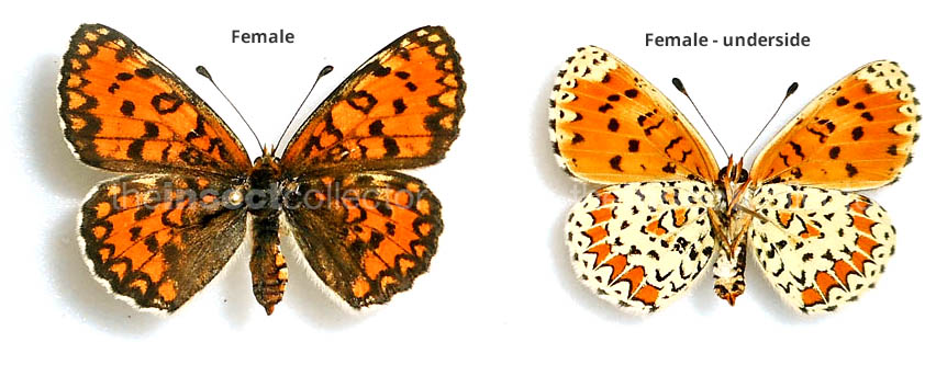 Melitaea trivia