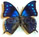 Memphis argunissa Memphis argunissa