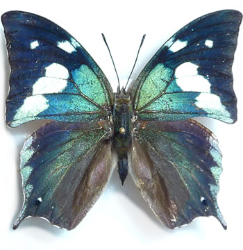 Memphis (Cymatogramma) artacaena 