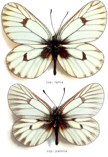 Mesapia peloria