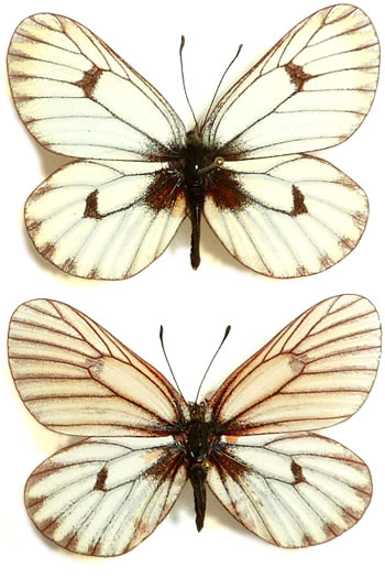 Mesapia peloria