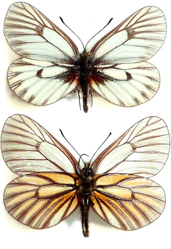 Mesapia peloria