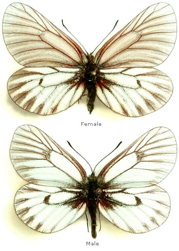 Mesapia peloria