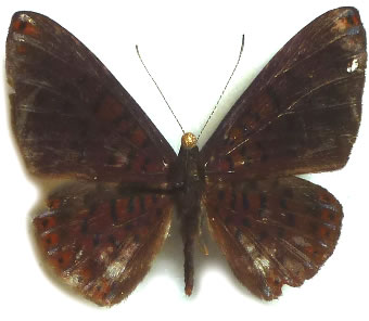 Metacharis victrix 