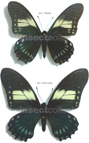 Mimoides protodamas 