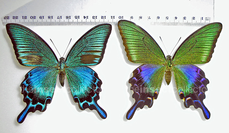 Papilio dehaanii 