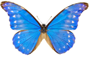 Morpho rhetenor 