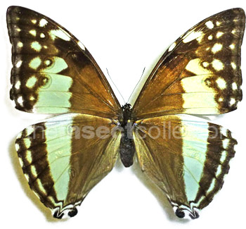 Morpho marcus 