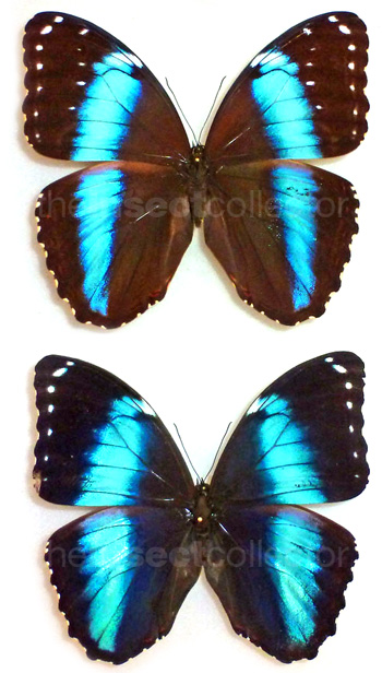 Morpho achilles 