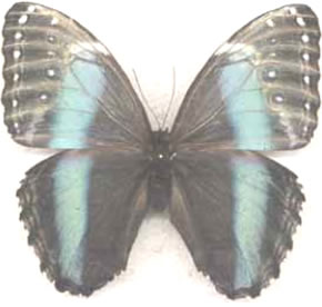 Morpho helenor