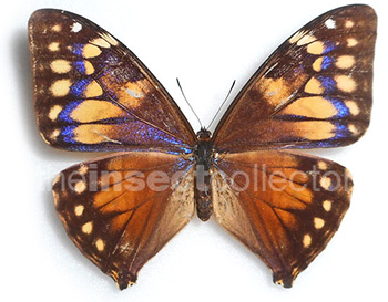 Morpho aega