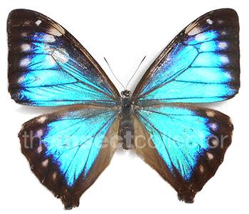 Morpho aega