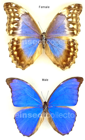 Morpho amathonte 