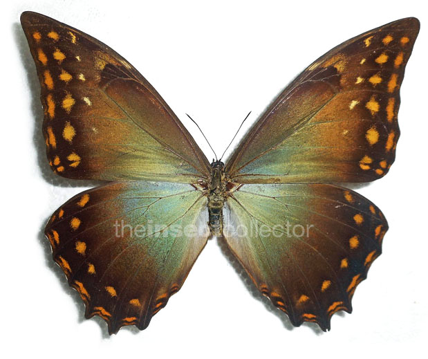 Morpho amphitryon 