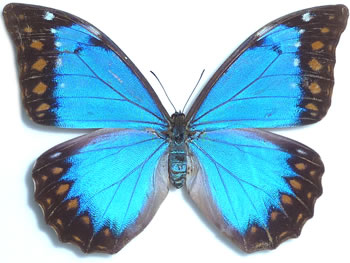 Morpho anaxibia