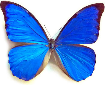 Morpho anaxibia