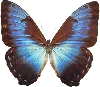 Morpho cisseis 