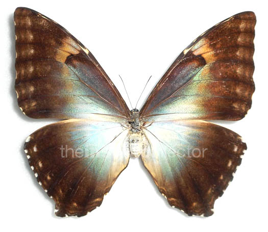 Morpho cisseis 