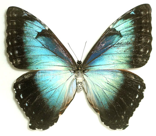 Morpho cisseis 