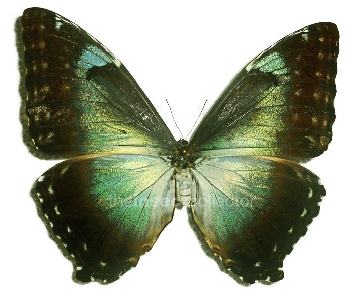 Morpho cisseis 