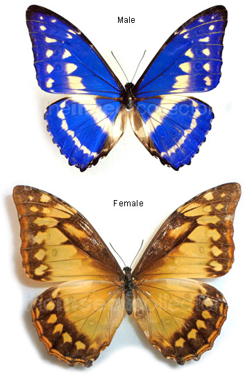 Morpho cypris 