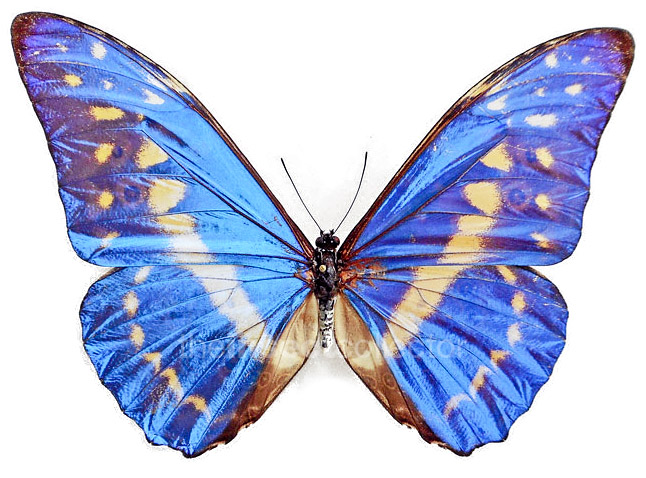 Morpho cypris