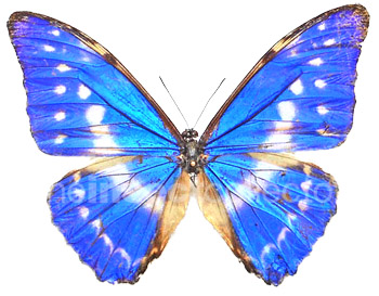 Morpho cypris