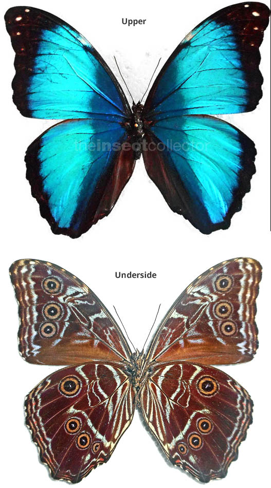 Morpho deidamia