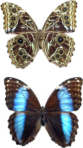 Morpho deidamia 