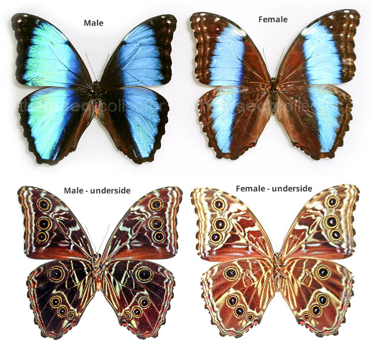 Morpho deidamia