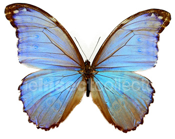 Morpho godartii