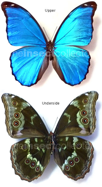 Morpho godartii