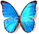 Morpho godartii