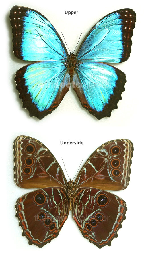 Morpho granadensis 