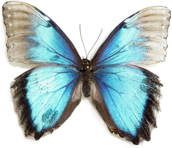 Morpho helenor 