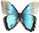 Morpho helenor 