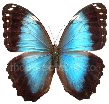 Morpho helenor 