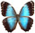 Morpho helenor 