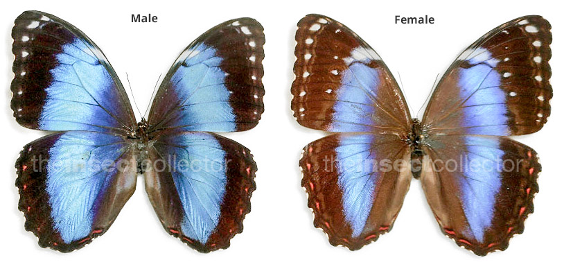 Morpho helenor 